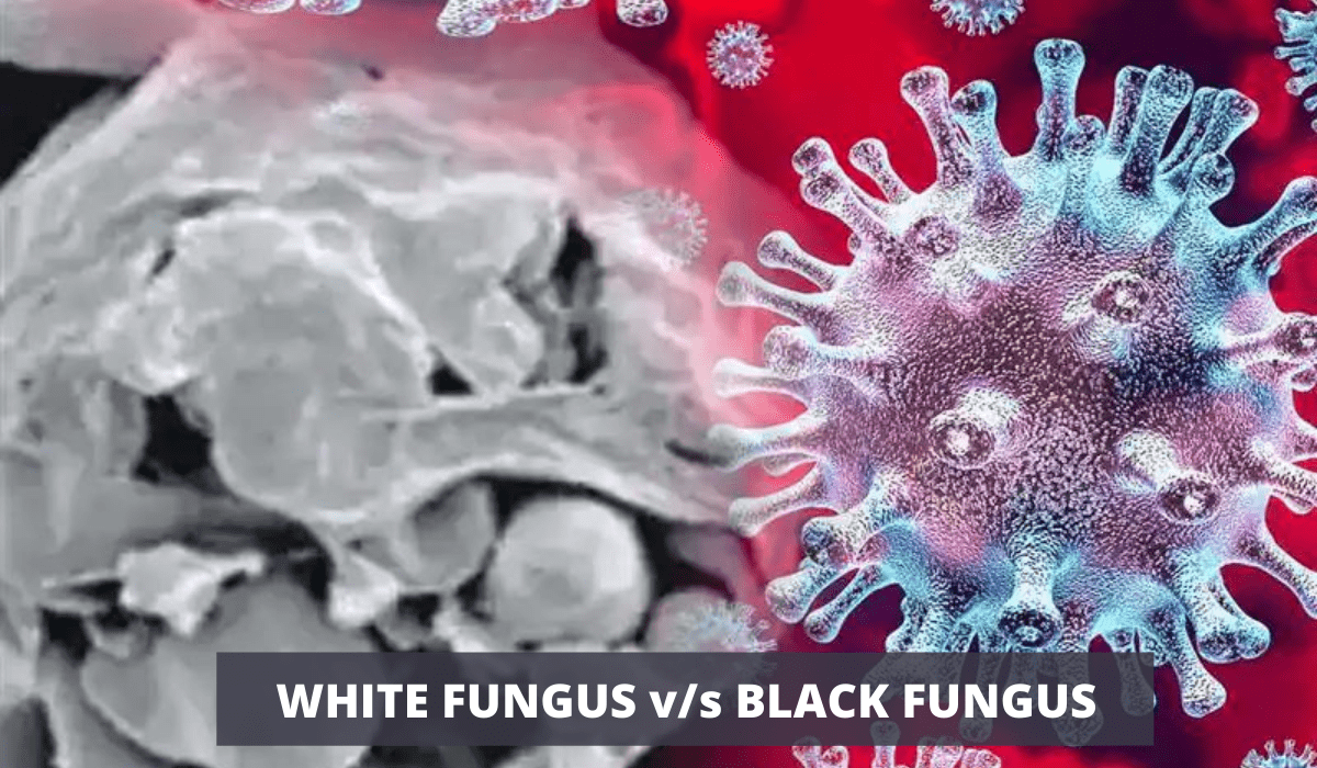 white fungus white fungus