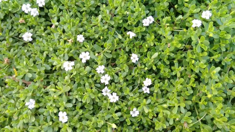 Ayurvedic Herbs