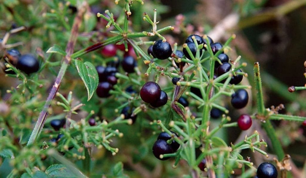 Ayurvedic Herbs