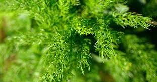 Ayurvedic Herbs