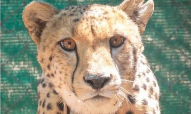Prime Minister: Releases Cheetahs Flown In From Africa