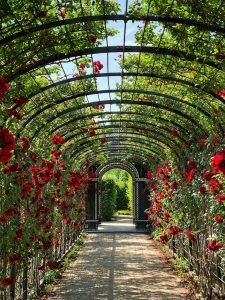 Top 5 Romantic Garden For Couples in Delhi 5 Rose Garden