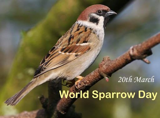 World Sparrow Day